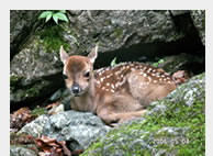 info (a) j-geo.com